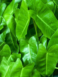 Full frame shot of green leaves