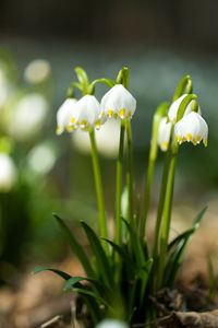 Close-up of white flowering plant