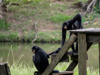 Monkey sitting on wood