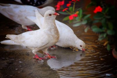 High angle view of white dove by puddle