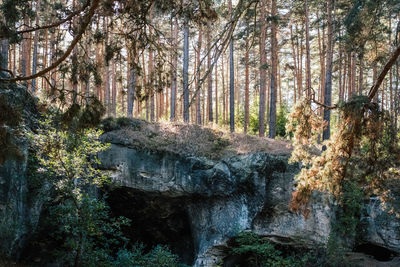 Stream flowing through trees in forest