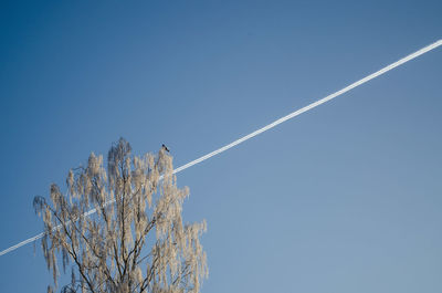 Low angle view of bird perching on tree against vapor trail in blue sky