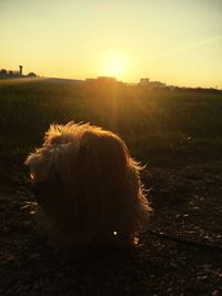 Dog sitting on field against sky during sunset