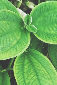 Close-up of fresh green plant