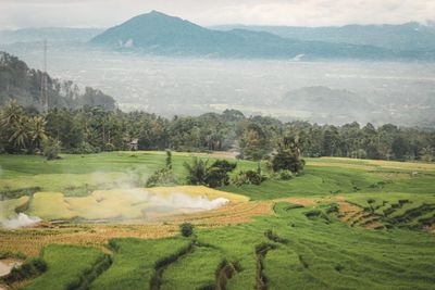 Scenic view of agricultural landscape