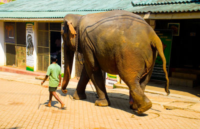 Full length of elephant standing outdoors