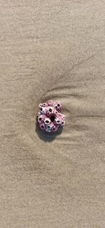 High angle view of shell on beach