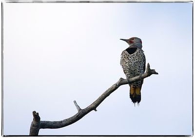 Low angle view of bird perching on tree against clear sky