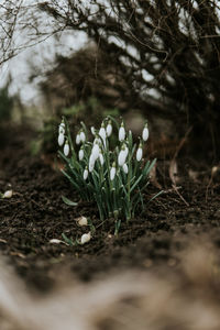 Close-up of white flowering plants on field