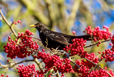 Low angle view of bird perching on fruit tree
