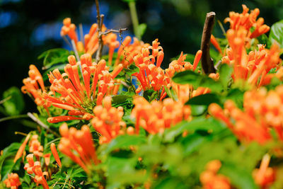 flowering plant