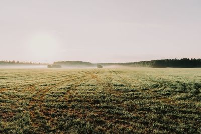 Scenic view of field against sky