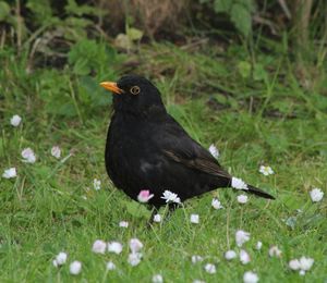 Close-up of common blackbird perching amidst fresh daisies