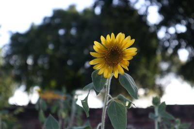 Close-up of yellow flowering plant