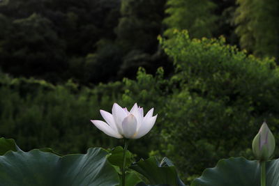 Close-up of white water lily
