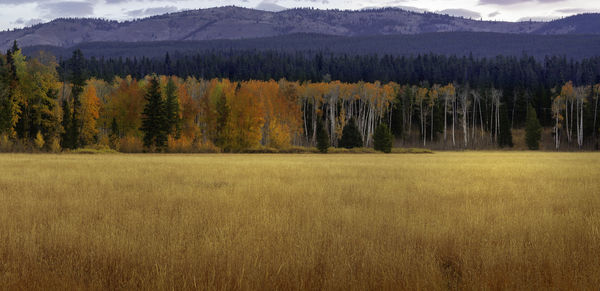 Scenic view of field