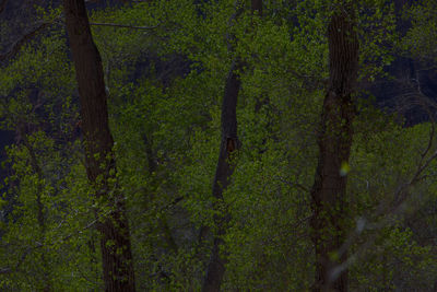 Scenic view of forest