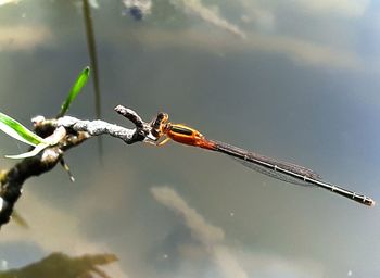 Close-up of insect on plant against sky