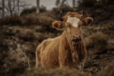 Swiss cow on field