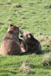 Bears sitting in a field