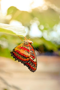 Close-up of butterfly pollinating