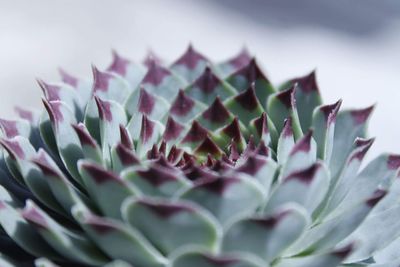 Close-up of plant