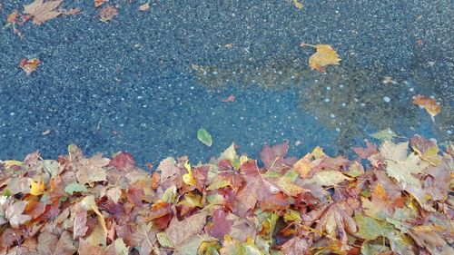 Multi colored leaves on street by water