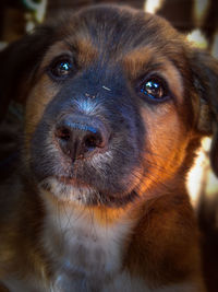 Close-up portrait of dog