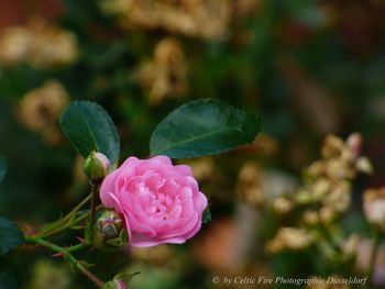 Close-up of pink rose