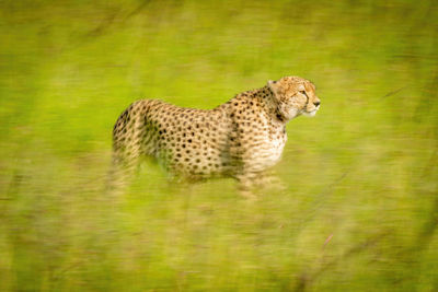 Slow pan of cheetah crossing sunny grassland