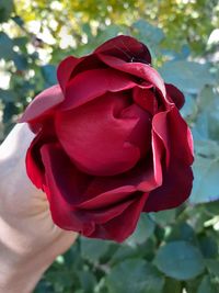 Close-up of red rose flower