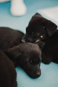 Close-up of puppy sleeping on bed