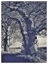 Bare tree on snow covered landscape