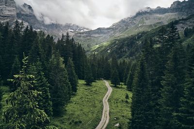 Scenic view of pine trees against sky