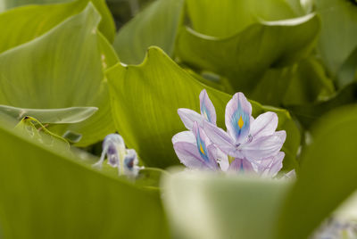 Close-up of purple lotus water lily