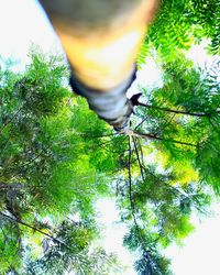 Low angle view of tree against sky