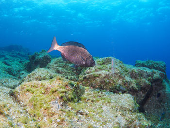 Fish swimming in sea