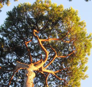 Low angle view of trees against sky