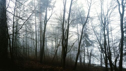 Bare trees in forest