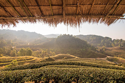 Scenic view of agricultural field against sky