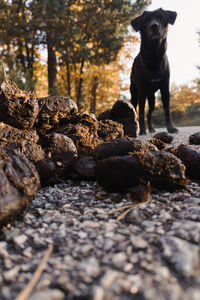Close-up of cow poo with a dog in the background