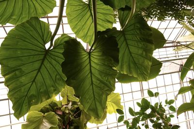 Low angle view of green leaves on plant