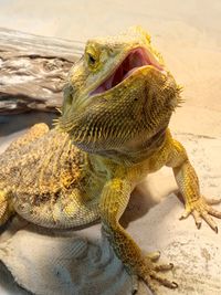 Close up portrait of a bearded dragon