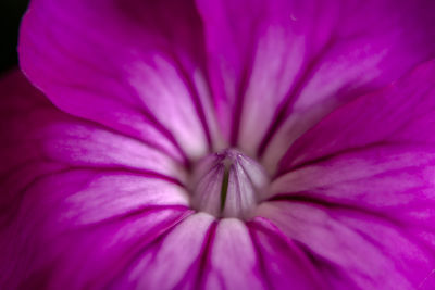 Macro shot of pink flower