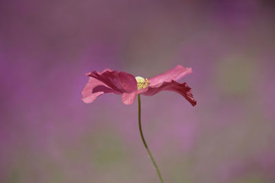 Close-up of pink flowering plant