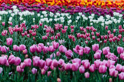 Close-up of flowers blooming in field