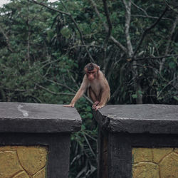 Young woman sitting on railing against trees