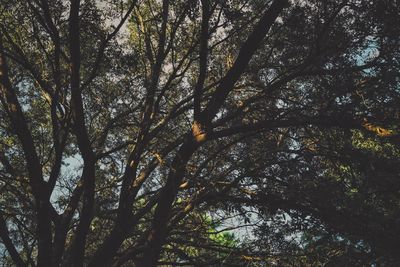 Low angle view of trees against sky