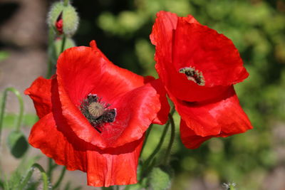 Close-up of red poppy flower