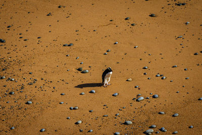 High angle view of bird on sand at beach